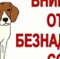 animals without owner - Кинель-Черкасский район