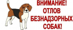 animals without owner