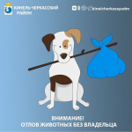 dogs